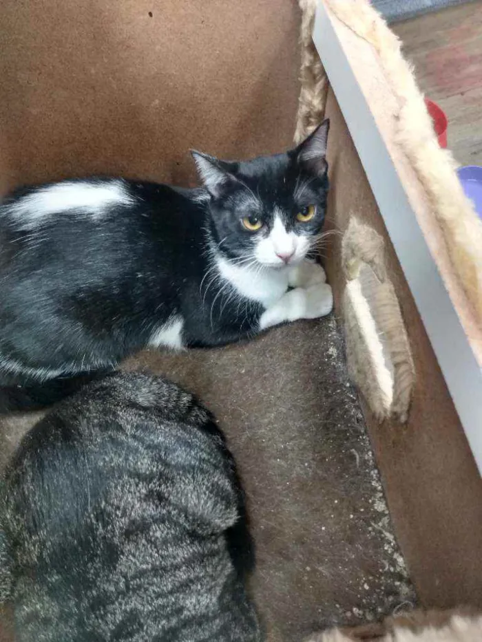 Gato raça Srd idade 2 a 6 meses nome Rosada
