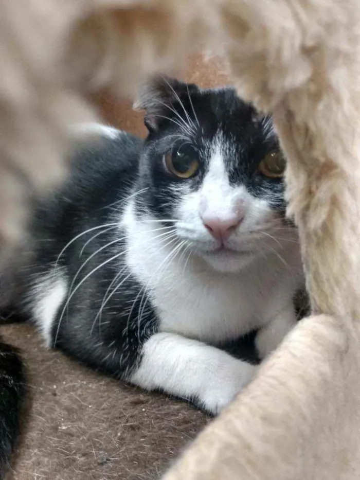 Gato raça Srd idade 2 a 6 meses nome Rosada