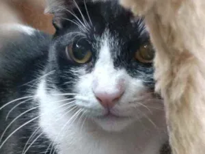 Gato raça Srd idade 2 a 6 meses nome Rosada