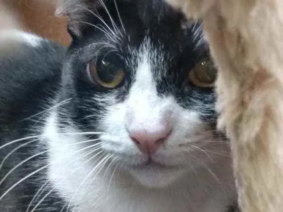 Gato raça Srd idade 2 a 6 meses nome Rosada