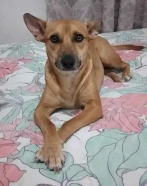 Cachorro raça SRD idade 2 anos nome MENINA