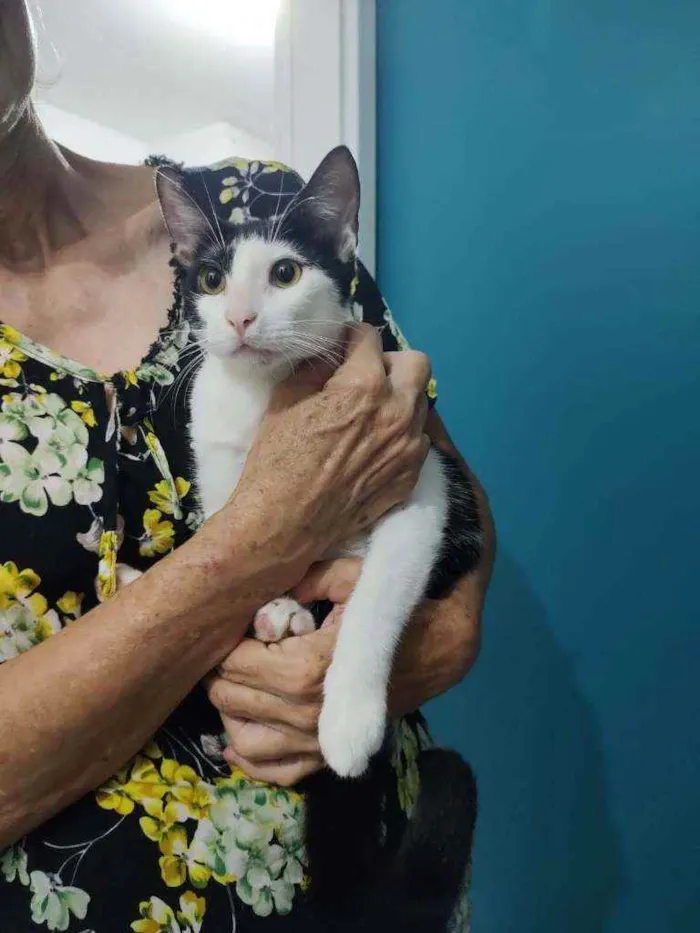Gato raça Srd idade 2 a 6 meses nome Riquinho