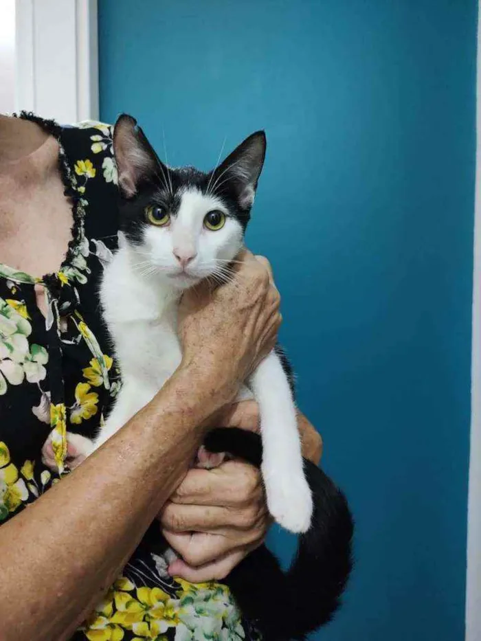 Gato raça Srd idade 2 a 6 meses nome Riquinho