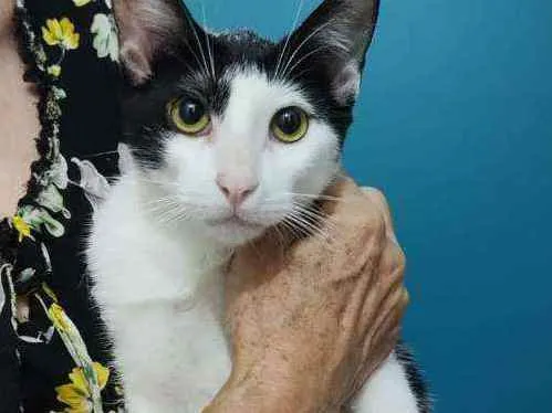 Gato raça Srd idade 2 a 6 meses nome Riquinho