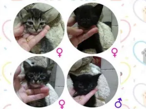 Gato raça S/ raça  idade 2 a 6 meses nome S/ nome