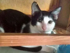 Gato raça Srd idade 2 a 6 meses nome Riquinho