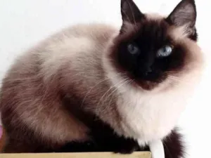 Gato raça Srd idade 2 anos nome Gatinha 