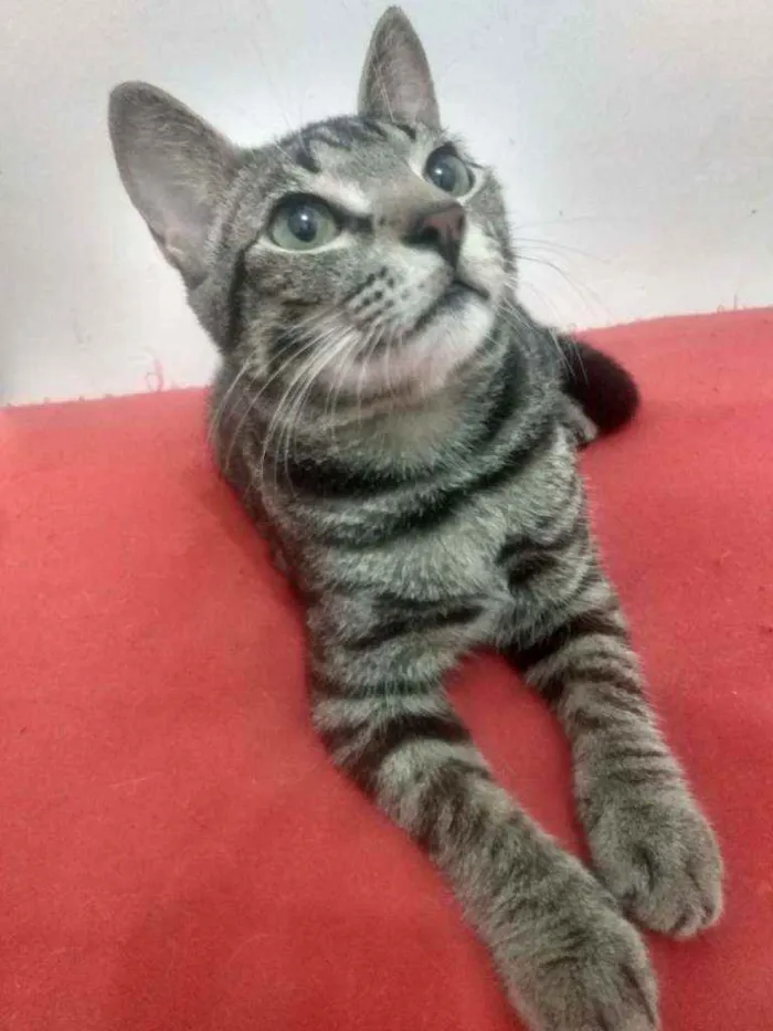 Gato raça Srd idade 2 a 6 meses nome Norinho