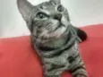 Norinho