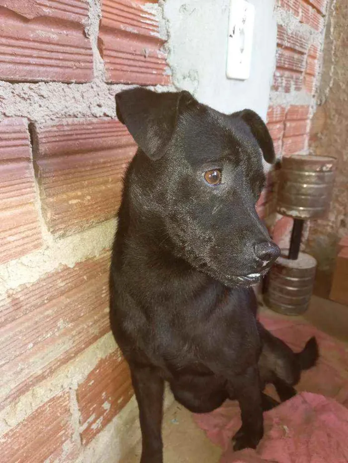 Cachorro ra a Pit Bull vira lata  idade 2 a 6 meses nome Chorinho 