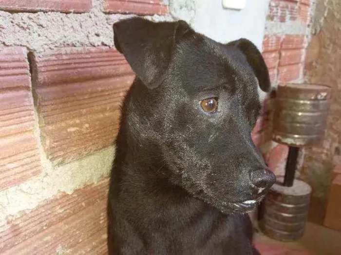 Cachorro ra a Pit Bull vira lata  idade 2 a 6 meses nome Chorinho 