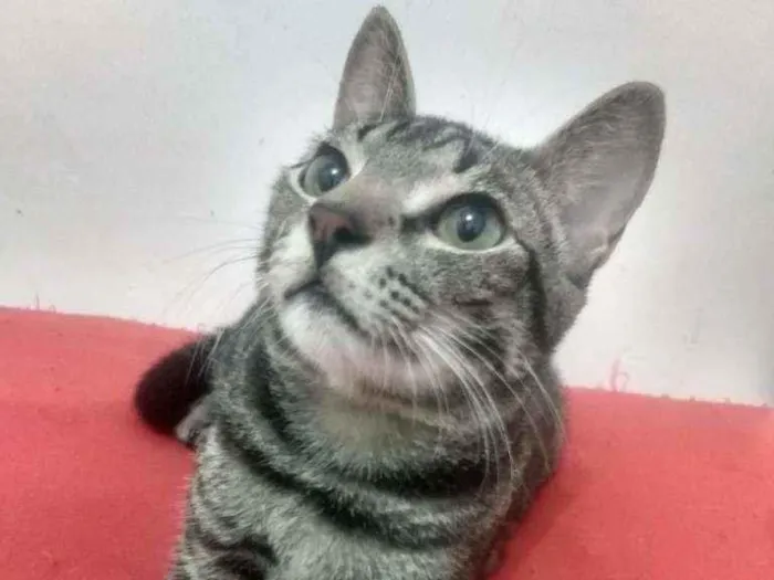 Gato raça Srd idade 2 a 6 meses nome Norinho