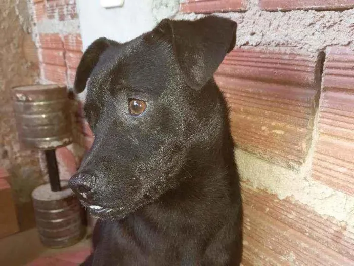 Cachorro ra a Pit Bull vira lata  idade 2 a 6 meses nome Chorinho 