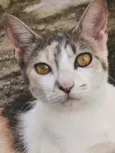 Julieta 