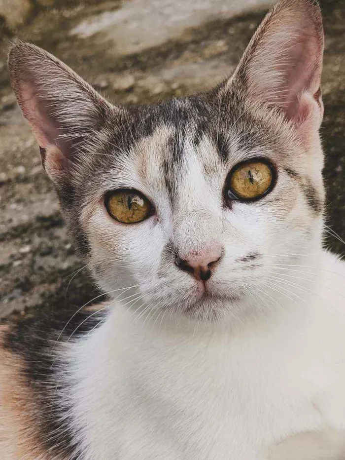 Gato ra a  idade 7 a 11 meses nome Julieta 
