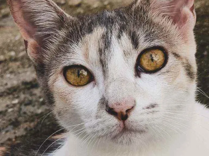 Gato ra a  idade 7 a 11 meses nome Julieta 