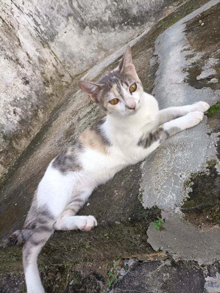 Gato ra a  idade 7 a 11 meses nome Julieta 
