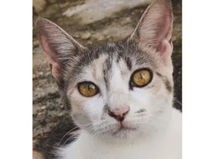 Gato raça  idade 7 a 11 meses nome Julieta 