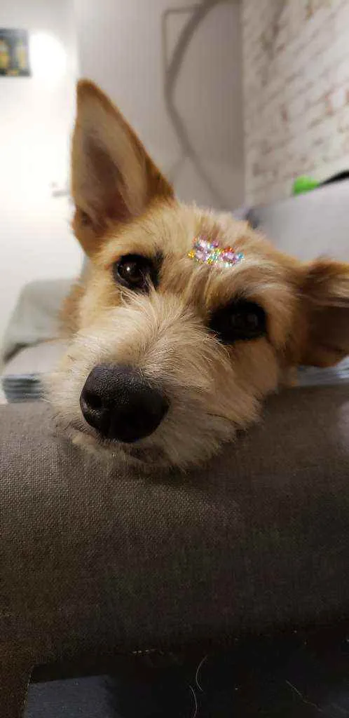 Cachorro ra a SRD idade 7 a 11 meses nome Cacau