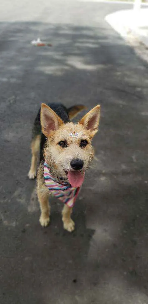 Cachorro ra a SRD idade 7 a 11 meses nome Cacau