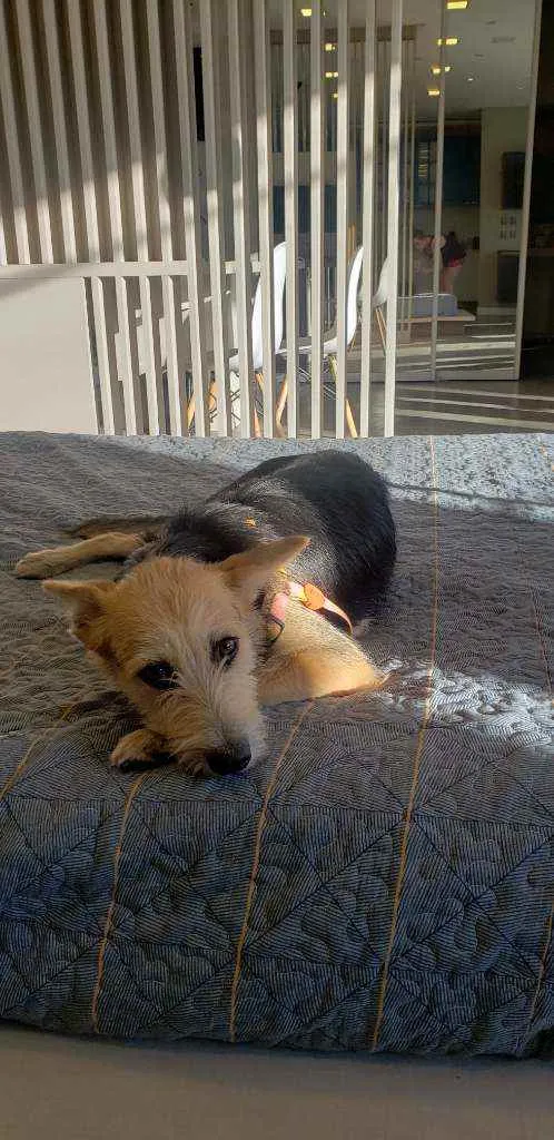 Cachorro ra a SRD idade 7 a 11 meses nome Cacau