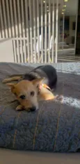 Cacau