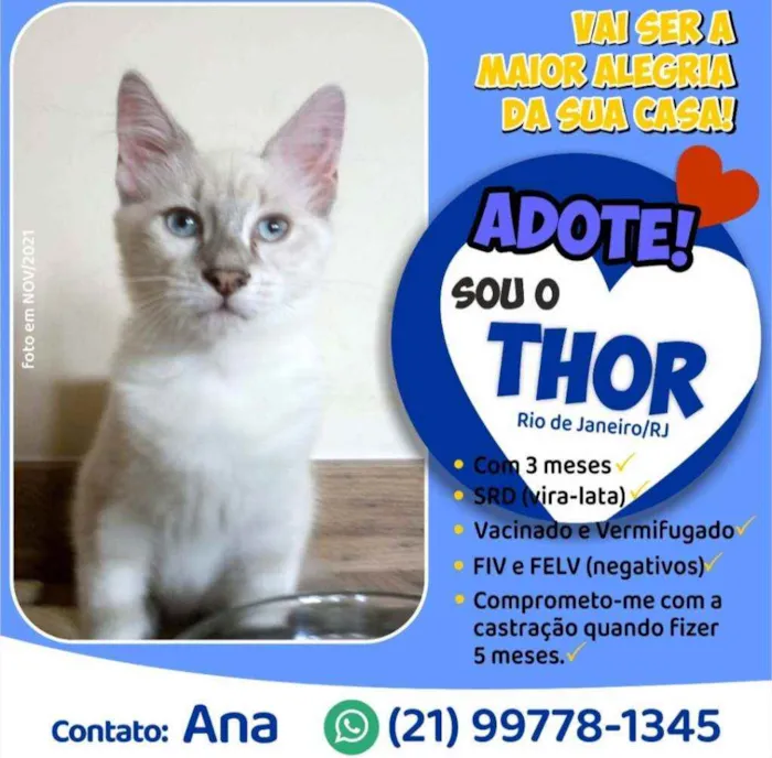 Gato ra a Srd idade 2 a 6 meses nome Thor