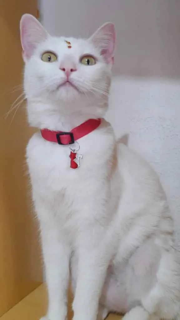 Gato raça Srd idade 2 anos nome Jade