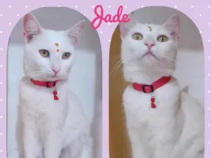 Gato raça Srd idade 2 anos nome Jade