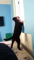 Jehnny