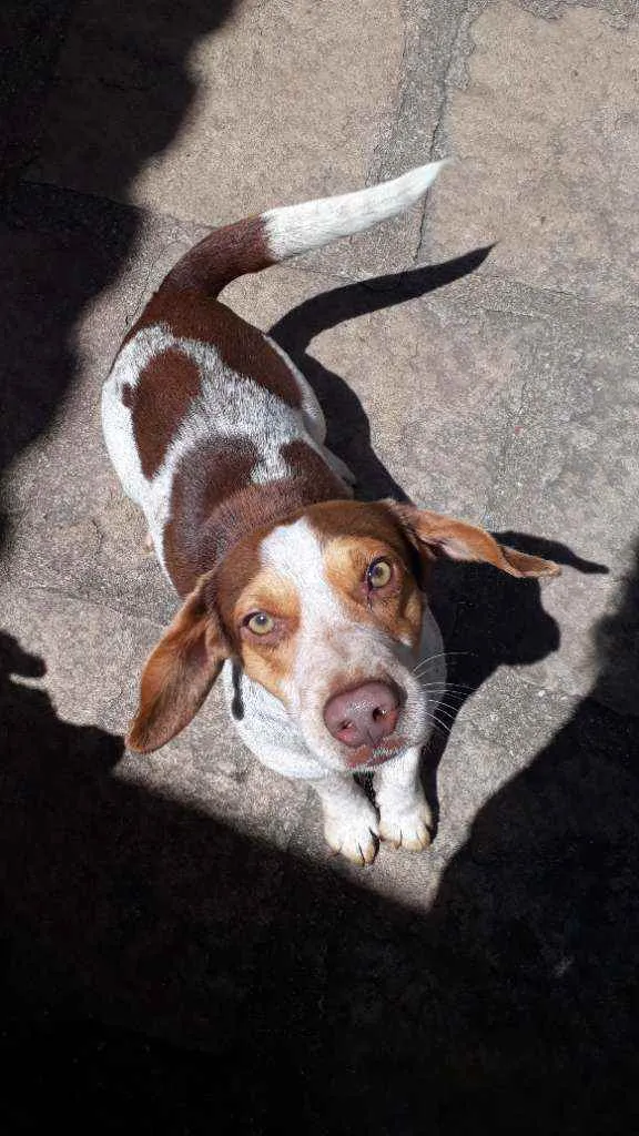 Cachorro raça SRD idade 7 a 11 meses nome Snoopy