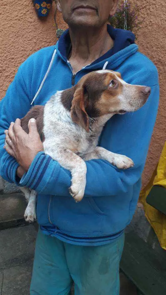 Cachorro raça SRD idade 7 a 11 meses nome Snoopy