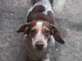 Snoopy
