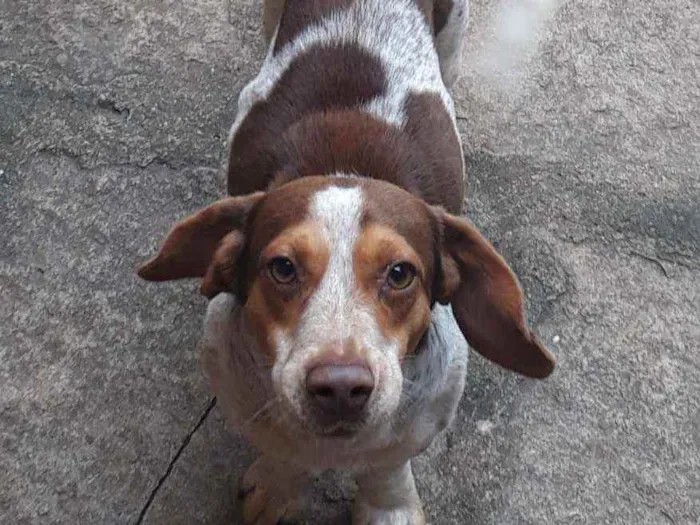 Cachorro raça SRD idade 7 a 11 meses nome Snoopy