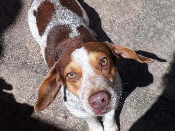 Cachorro raça SRD idade 7 a 11 meses nome Snoopy