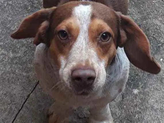 Cachorro raça SRD idade 7 a 11 meses nome Snoopy