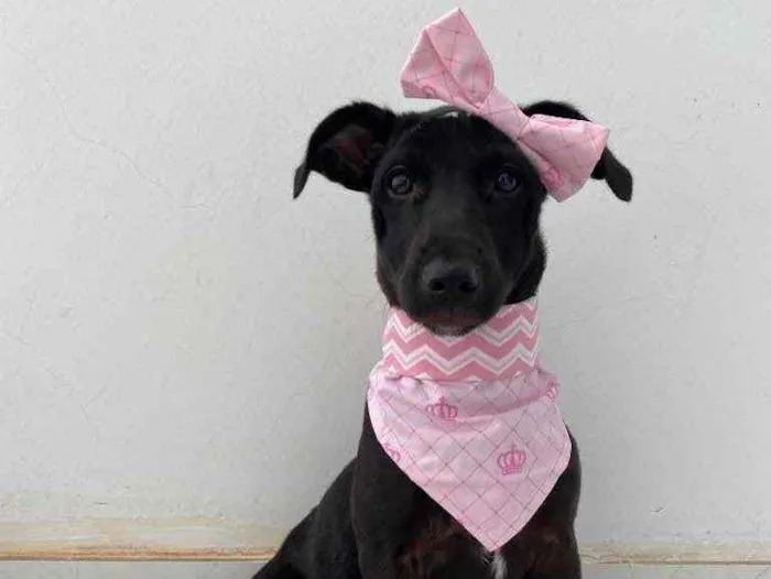 Cachorro raça SRD idade 2 a 6 meses nome Amora