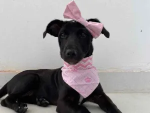 Cachorro raça SRD idade 2 a 6 meses nome Amora