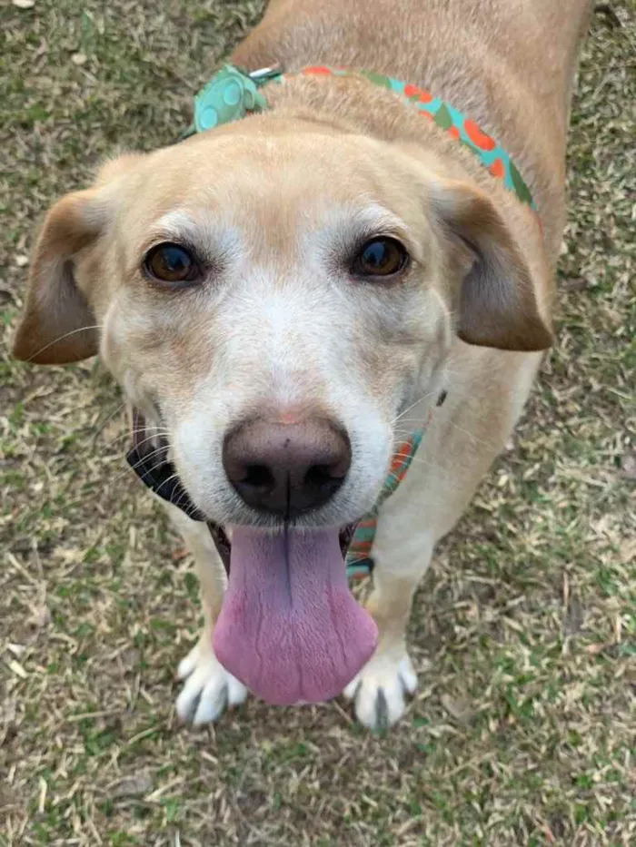 Cachorro ra a Srd idade 5 anos nome Princesa 