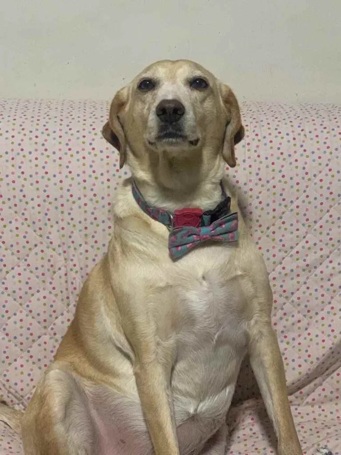 Cachorro ra a Srd idade 5 anos nome Princesa 