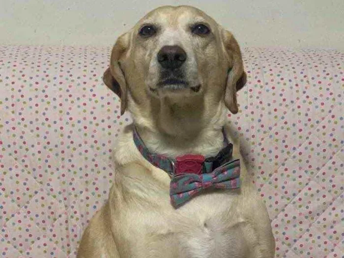 Cachorro ra a Srd idade 5 anos nome Princesa 