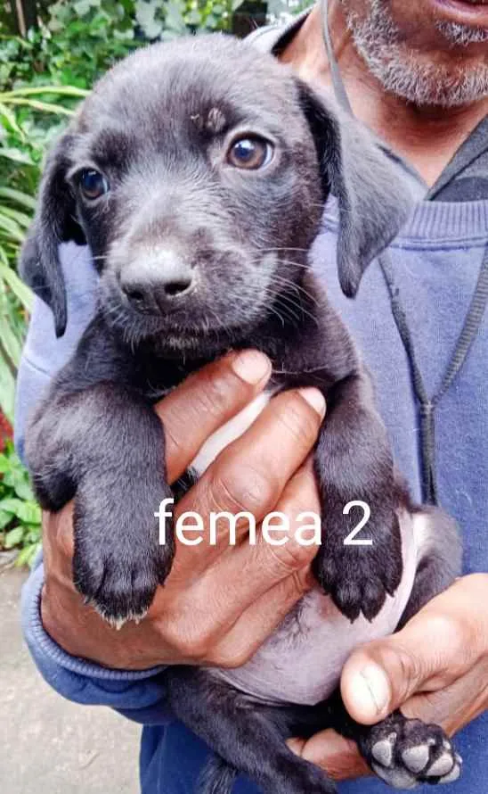Cachorro ra a Srd idade Abaixo de 2 meses nome Filhotes 35 dias
