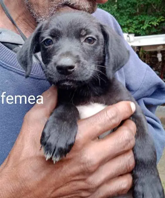 Cachorro ra a Srd idade Abaixo de 2 meses nome Filhotes 35 dias