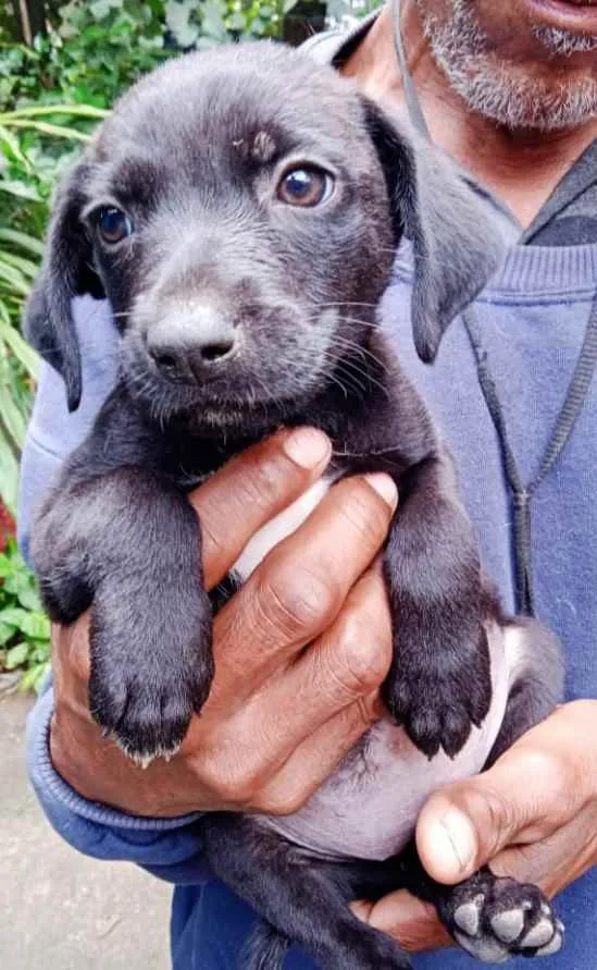 Cachorro ra a Srd idade Abaixo de 2 meses nome Filhotes 35 dias