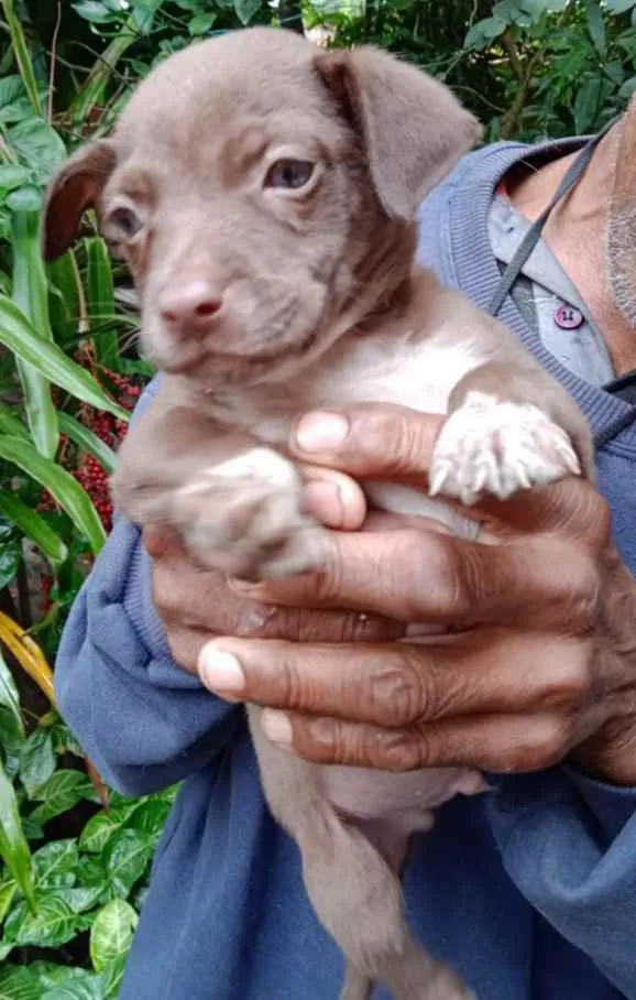 Cachorro ra a Srd idade Abaixo de 2 meses nome Filhotes 35 dias