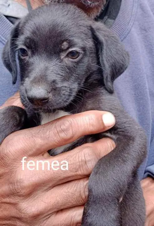 Cachorro ra a Srd idade Abaixo de 2 meses nome Filhotes 35 dias