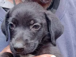 Cachorro raça Srd idade Abaixo de 2 meses nome Filhotes 35 dias
