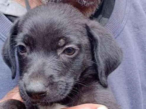 Cachorro ra a Srd idade Abaixo de 2 meses nome Filhotes 35 dias