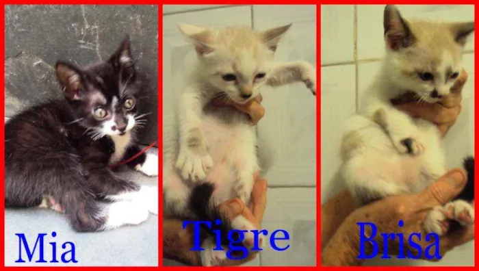 Gato ra a Indefinido  idade 2 a 6 meses nome Mia, Tigre, Brisa 