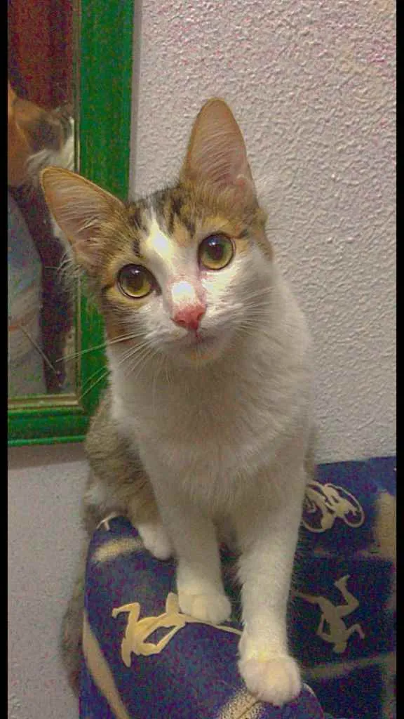 Gato ra a Sem raça  idade 7 a 11 meses nome gigi